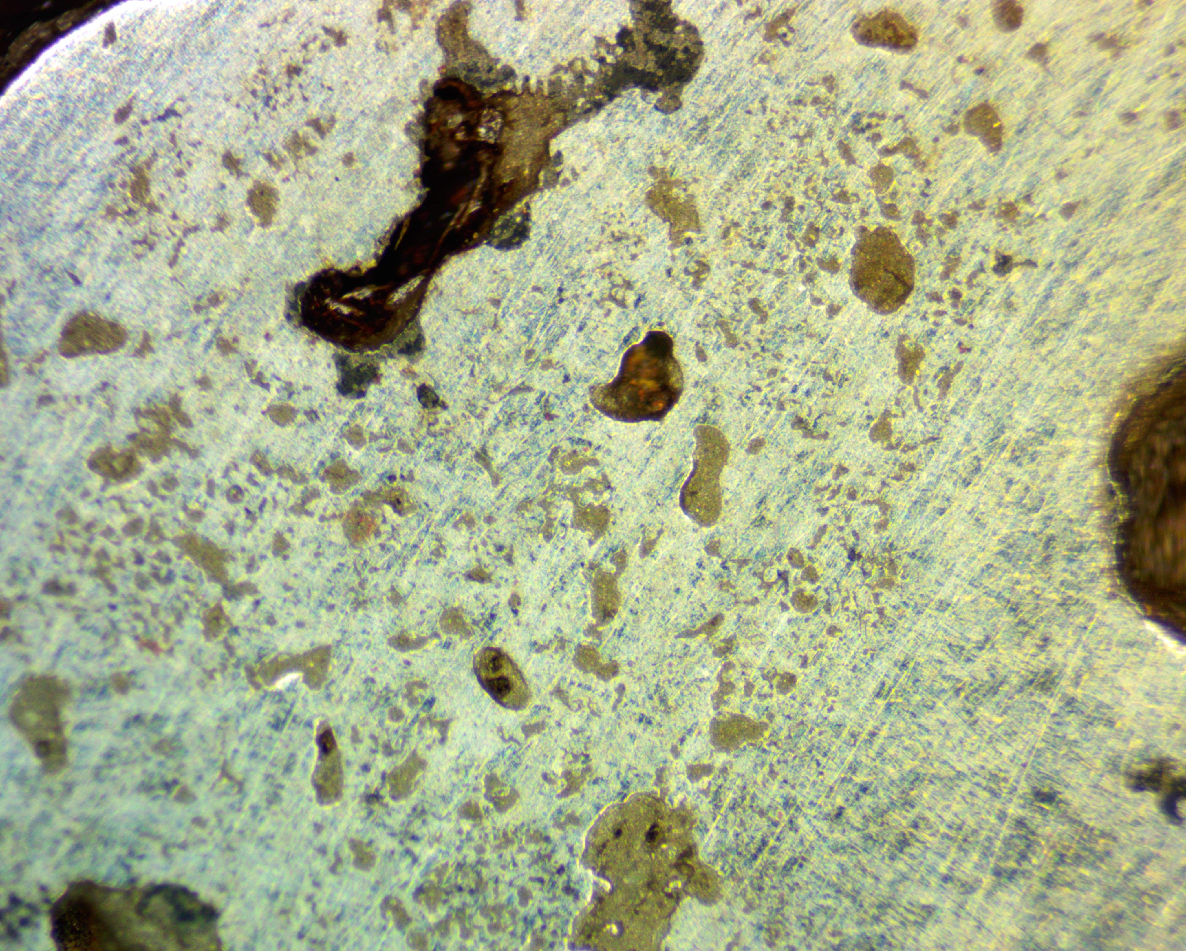 Fig 6: Bloom sample under a microscope at x100