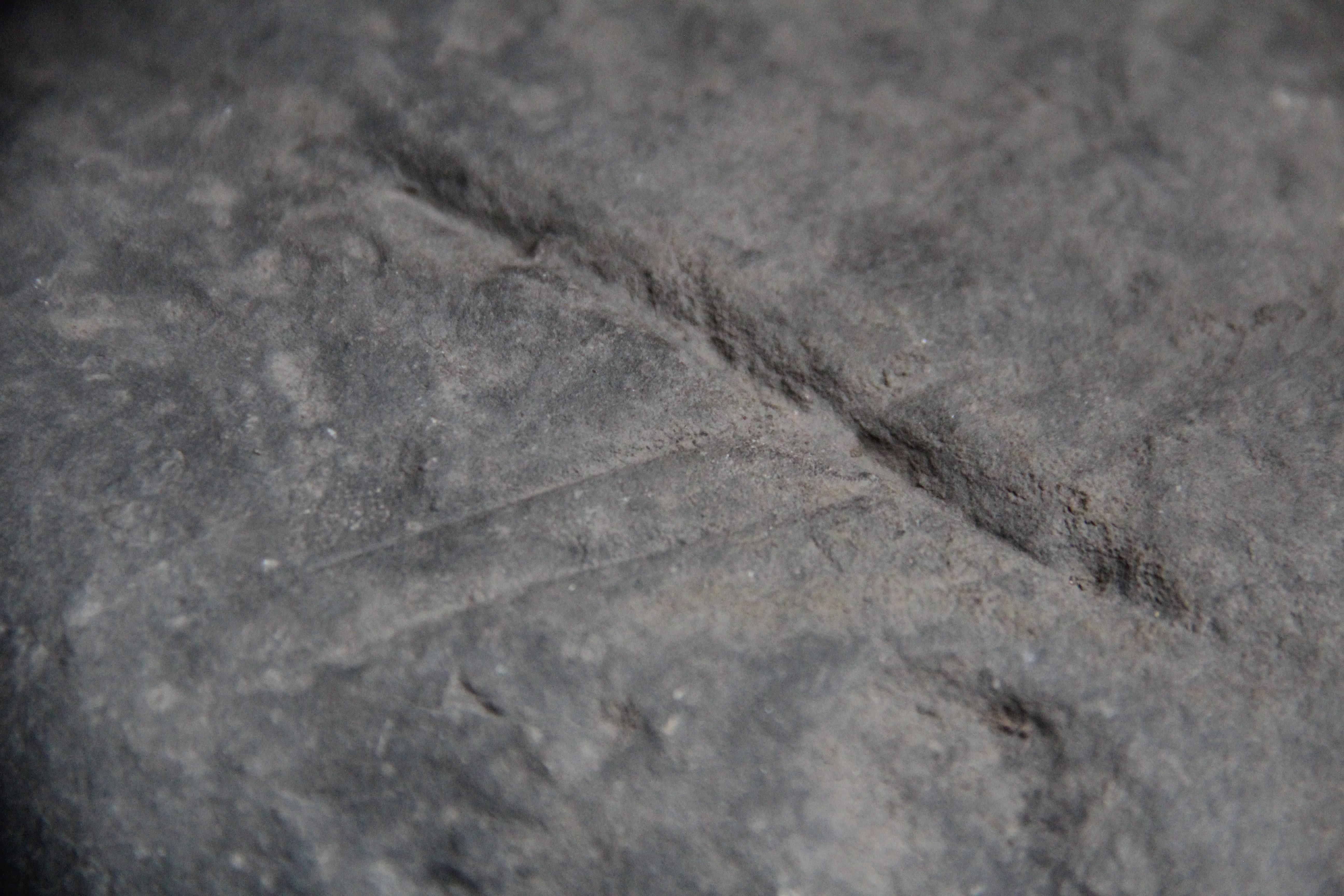 The original petroglyph of Mghvimevi (photo by Vladimer Kenkadze)